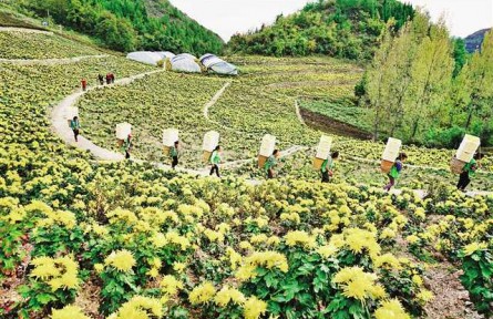 重慶云陽：圍繞三個(gè)“好” 精準(zhǔn)發(fā)力助脫貧