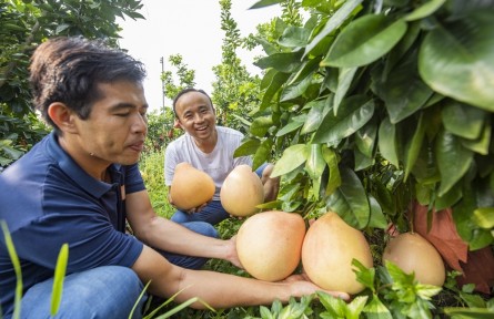 廣西藤縣：柚子產(chǎn)業(yè)擴寬致富路