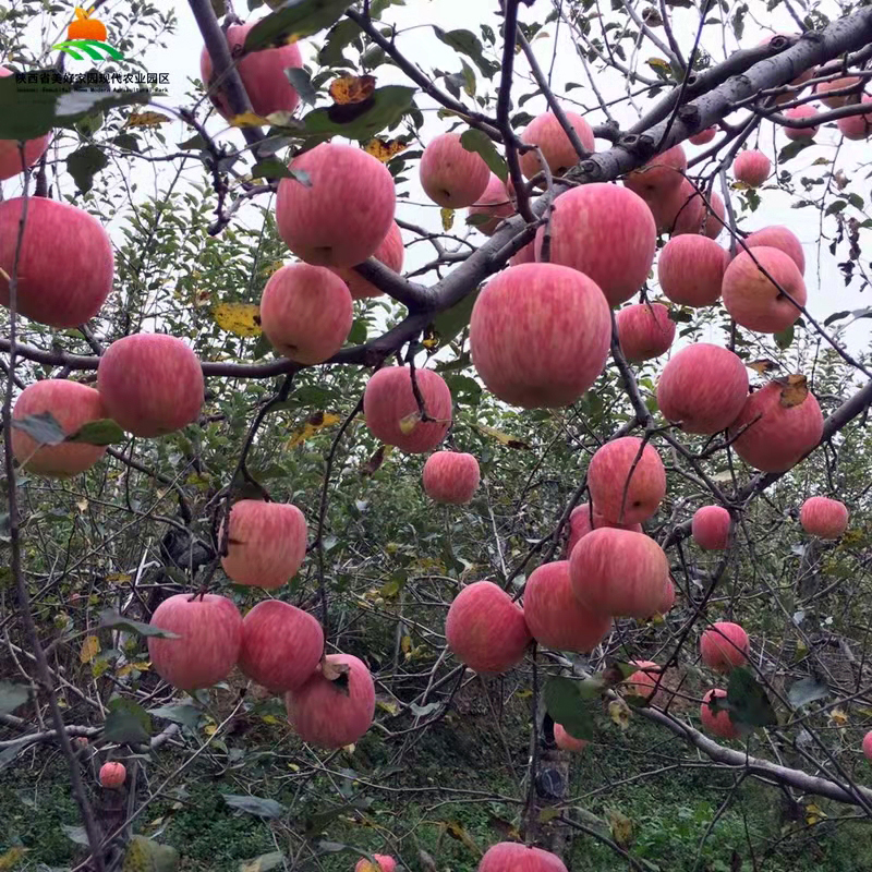 果樹認領：6年生以上盛產(chǎn)期紅富士蘋果樹