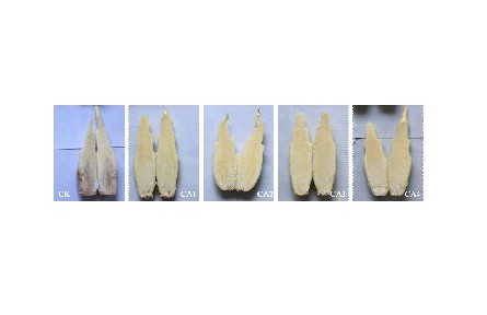 18、成果名稱：茭白氣調保鮮技術