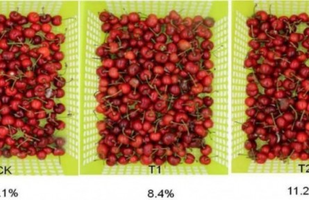 7、成果名稱：櫻桃采后流通保鮮技術