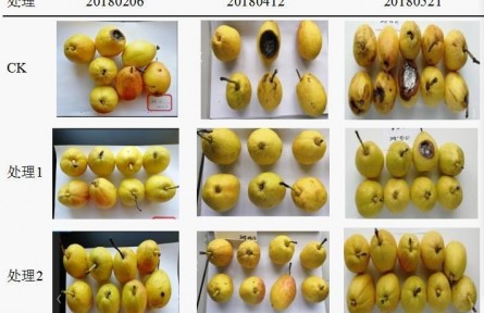 3、成果名稱：梨貯運品質質量控制關鍵技術