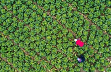 國家發(fā)展改革委：蔬菜供應(yīng)量充足 居民消費有保障