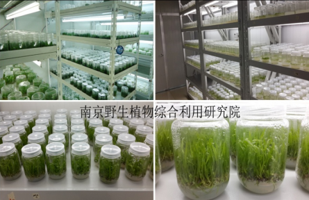 南京野生植物研究所特色經(jīng)濟植物的組培快繁技術(shù)（工廠化育苗技術(shù)）