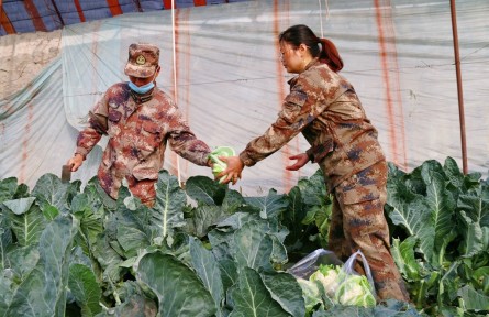 新疆兵團二師二十五團：花菜豐收