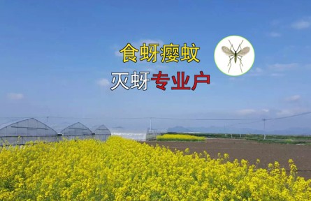 蜂博士生物防治丨認(rèn)識(shí)食蚜癭蚊（蚜蟲的天敵）