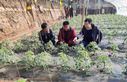 遼寧省農(nóng)業(yè)科學(xué)院科技共建蔬菜團(tuán)隊(duì)到鐵嶺、撫順開展技術(shù)服務(wù)