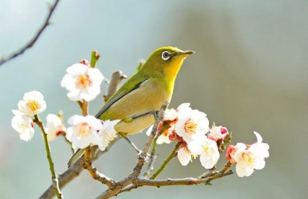 春分：燕子來時，陌上花開