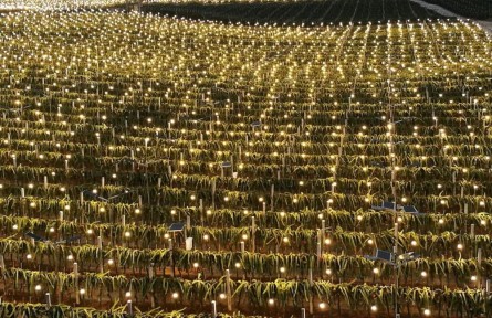 廣西南寧：“浪漫果園”迎來(lái)“及時(shí)雨”