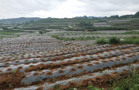 貴州農村里來了“年輕管家”