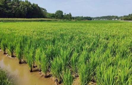 四川多地全力抗旱 保群眾用水為農田“解渴”