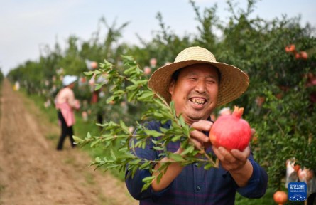 陜西臨潼：傳統(tǒng)石榴產(chǎn)區(qū)煥發(fā)新活力