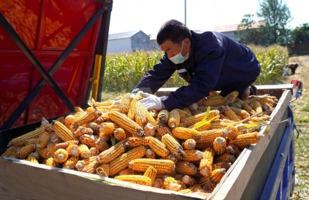 田間地頭忙 處處好“豐”景——山東秋收一線見聞