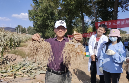 陜西榆林：膜際栽培新技術助農增收促振興