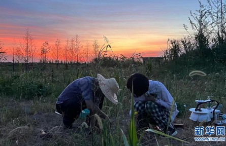 沉湖濕地年碳匯量達(dá)12.55萬(wàn)噸 市場(chǎng)價(jià)值約600萬(wàn)元