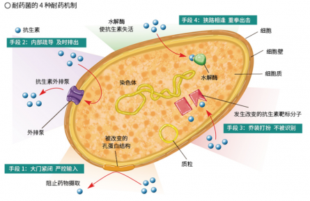 面對(duì)抗生素的“追殺”，細(xì)菌竟有這么多逃脫伎倆？