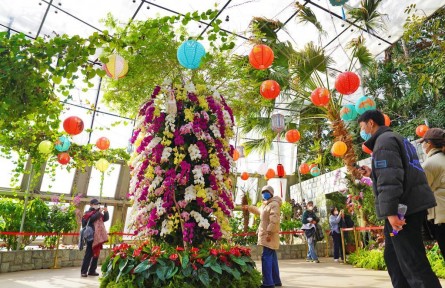 萬(wàn)株蘭花慶佳節(jié)！國(guó)家植物園“元宵蘭花展”亮相