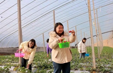 河北廣宗：草莓豐收采摘忙