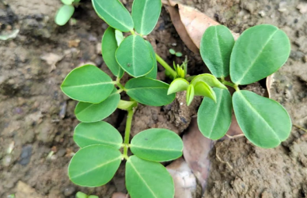 物種故事 | 花生：地上開花、地下結果的植物