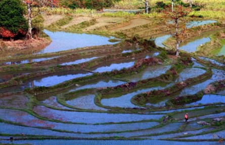 海南昌江啟動(dòng)“木棉-稻田農(nóng)林復(fù)合系統(tǒng)”申遺工作