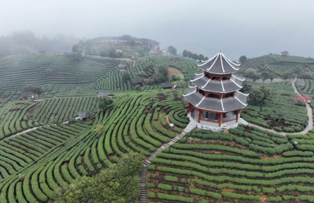 廣西三江：茶園云霧縹緲 春茶初露嫩芽