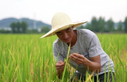 浙江杭州富陽(yáng)區(qū)：穩(wěn)產(chǎn)保供 守好根基促振興