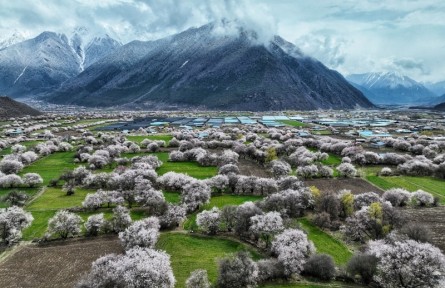 西藏波密：雪峰下桃樹(shù)開(kāi)花 春意盎然