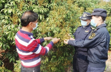 海關(guān)為茂名荔枝擴大出口“搭好臺、鋪好路”