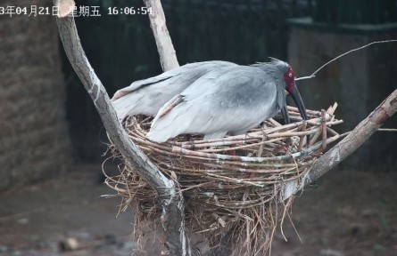 從陜西到山東，生活在黃河三角洲的朱鹮還好嗎？