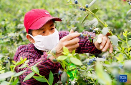 山東惠民：藍莓成鄉(xiāng)村振興“致富果”