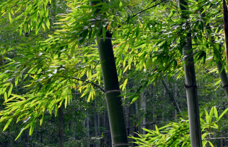 立夏：南國(guó)似暑北國(guó)春，綠秀江淮萬木蔭