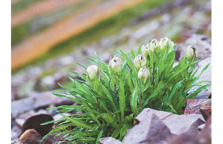 科普 | 冰天雪地，為何也有植物開花？