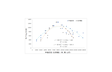 10.密植夏玉米籽粒機(jī)械收獲生產(chǎn)技術(shù)規(guī)程