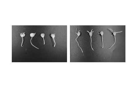 62.新型生物刺激素GNC抗鹽促生技術應用