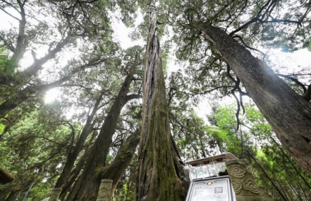 全國古樹名木智慧管理系統(tǒng) big data management platform for ancient and famous trees across China