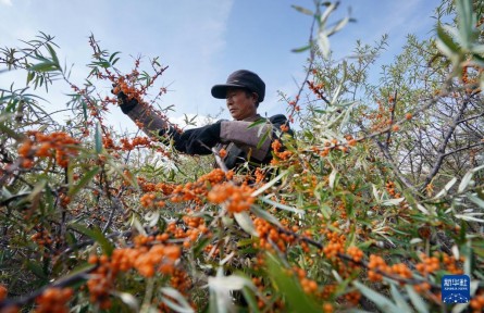 河北沽源：小小沙棘果 致富大產(chǎn)業(yè)