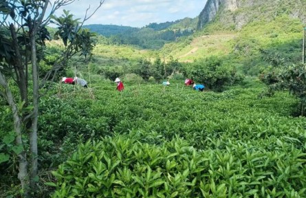 貴州黔南州荔波縣多舉措推進中藥材產(chǎn)業(yè)提質增效