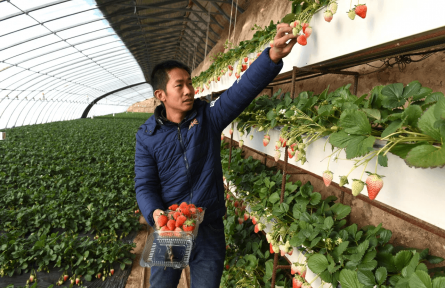 北京昌平：產業(yè)幫扶成效顯著  “一菜一果”落戶阿魯科爾沁旗