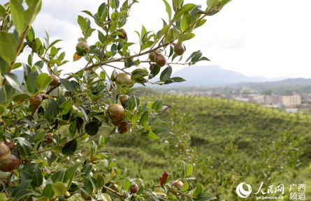 樹(shù)立大食物觀 向森林、深遠(yuǎn)海、鹽堿地要“新糧”