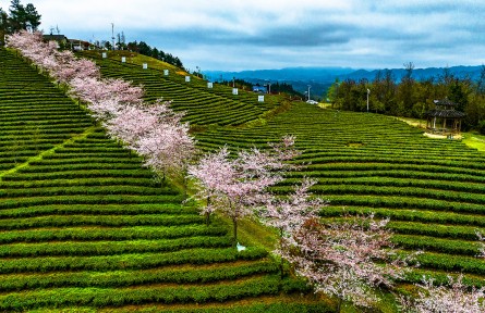 貴州余慶：春山茶綠花飄香