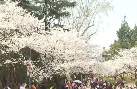 繁花結(jié)“金果” “賞花經(jīng)濟(jì)”為經(jīng)濟(jì)發(fā)展“增”色“添”香