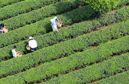 春意正濃茶飄香，湖南長沙望城烏山茶園搶“鮮”開采