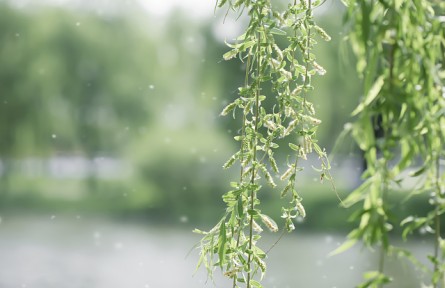 飛絮高發(fā)期如何遠離“飛絮煩惱”？這些誤區(qū)請注意