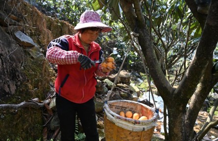 福建莆田枇杷：從“賣(mài)一季”到“賣(mài)四季”的富民故事