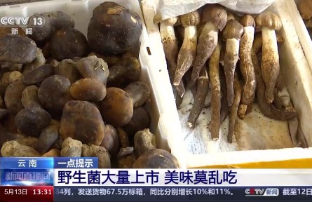 野生菌上市 嘗鮮需謹(jǐn)慎！注意“四不吃”