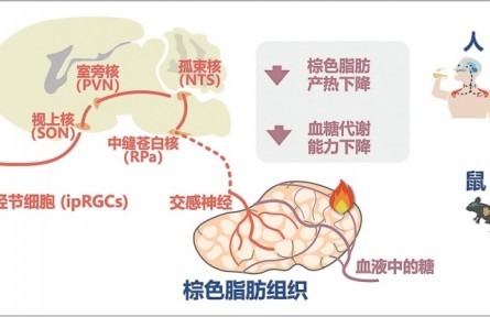 科普|光如何調控人體葡萄糖代謝