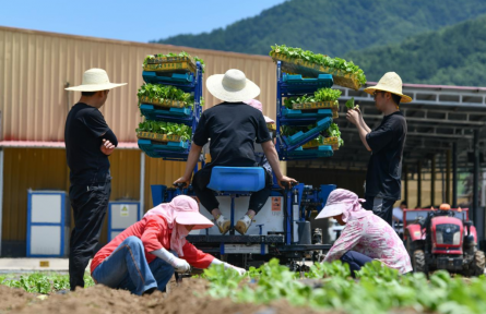 陜西太白 這里的高山蔬菜“高”在哪？