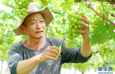 山東即墨：設施農業(yè)賦能鄉(xiāng)村振興