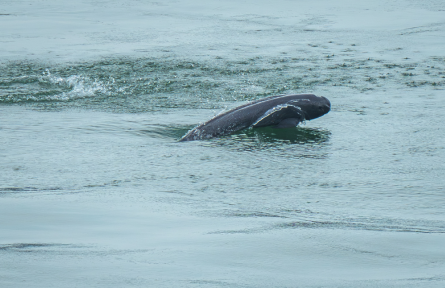 長(zhǎng)江流域水生生物資源 aquatic biological resources in Yangtze River Basin