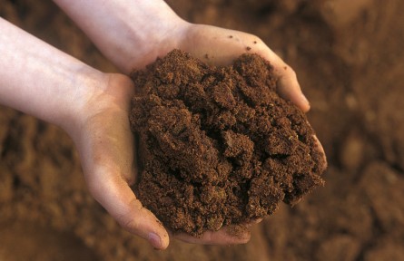 科技名詞|暗棕壤 dark brown forest soil，dark brown soil